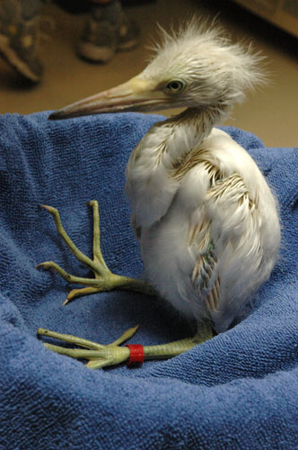 sneg_chick_001