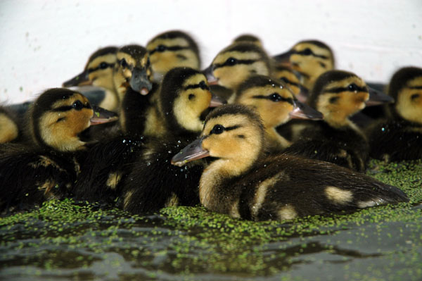 ducklings_swimming